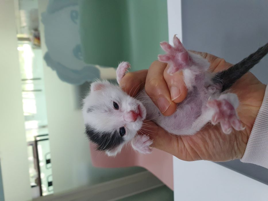 한국 고양이 이미지 파일 입니다.